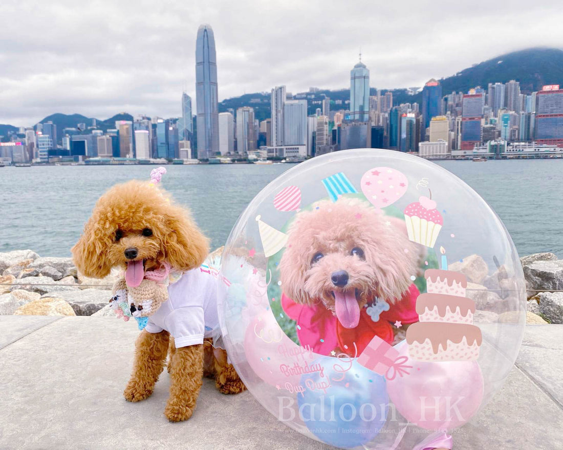 透明波中波｜Message氣球｜ 寵物生日氣球｜ BALLOON HK 氣球專門店