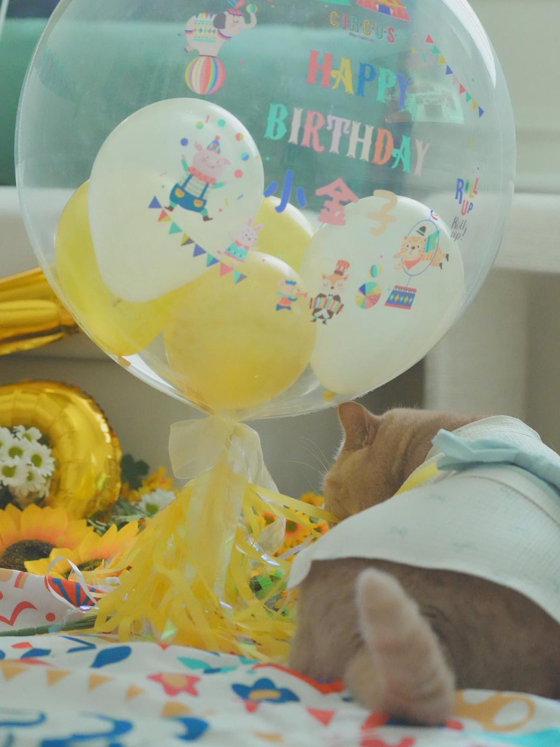 透明波中波｜Message氣球｜ 寵物生日氣球｜ BALLOON HK 氣球專門店