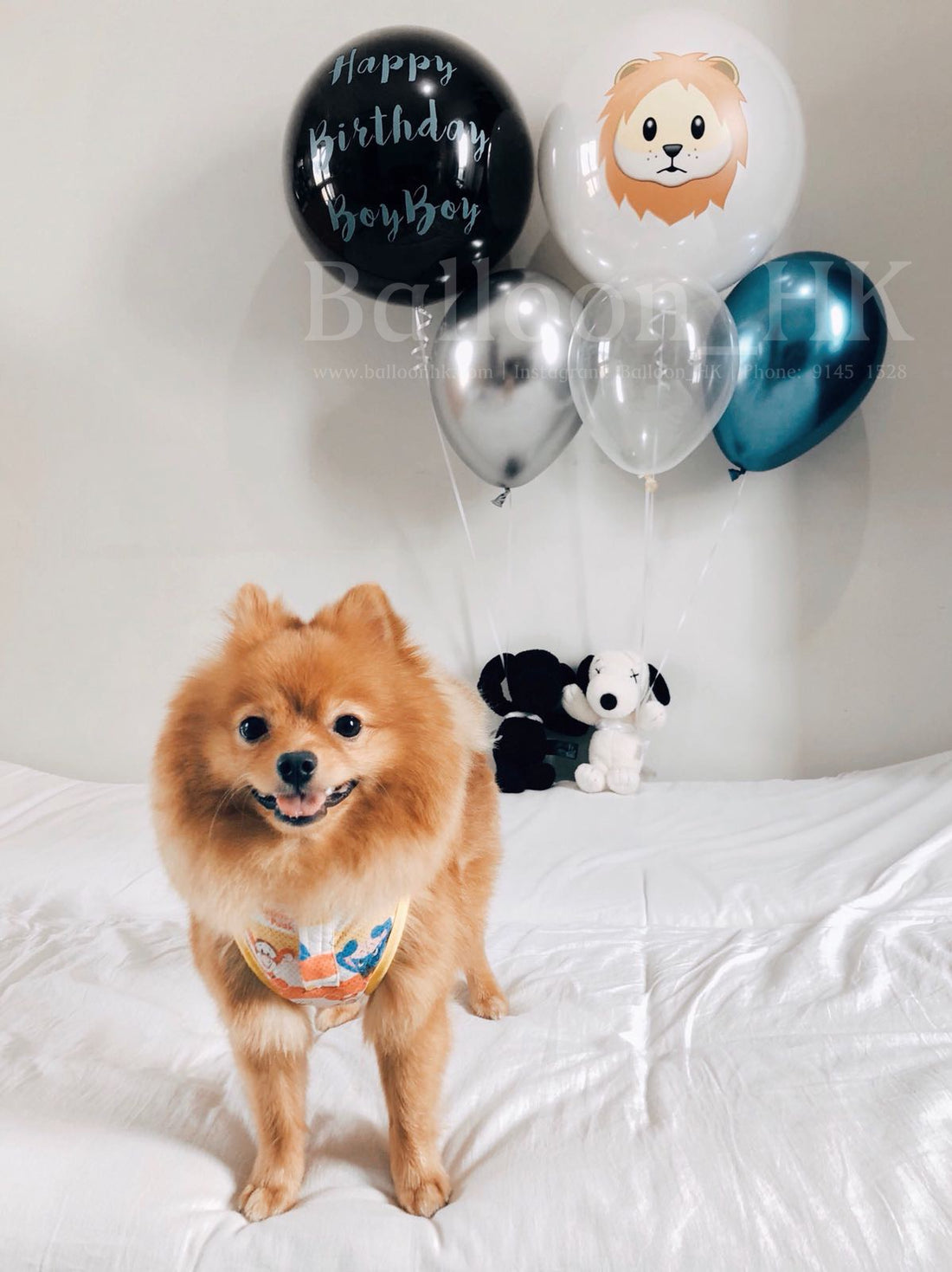 寵物生日｜寵物派對氣球｜Message氣球｜Balloon HK