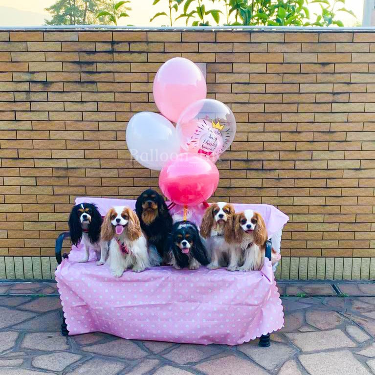 寵物生日｜寵物派對氣球｜Message氣球｜Balloon HK