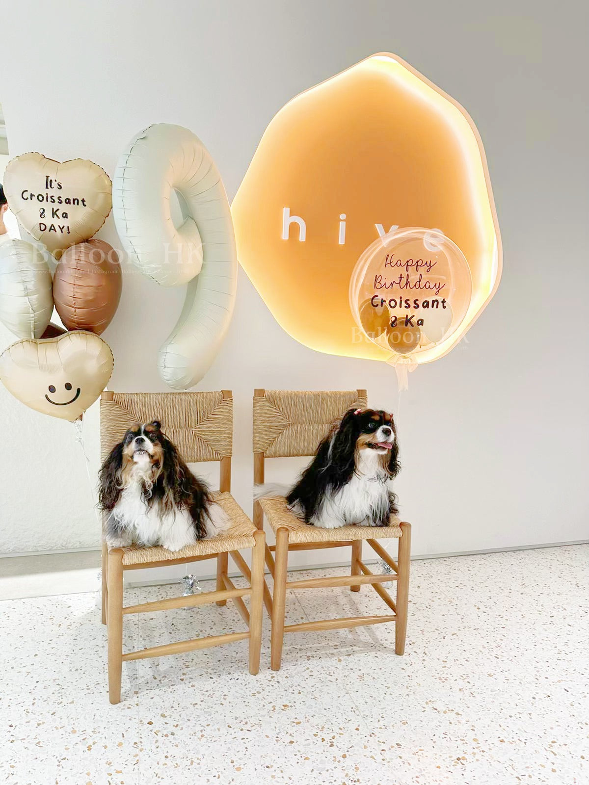 寵物生日｜寵物派對氣球｜Message氣球｜Balloon HK