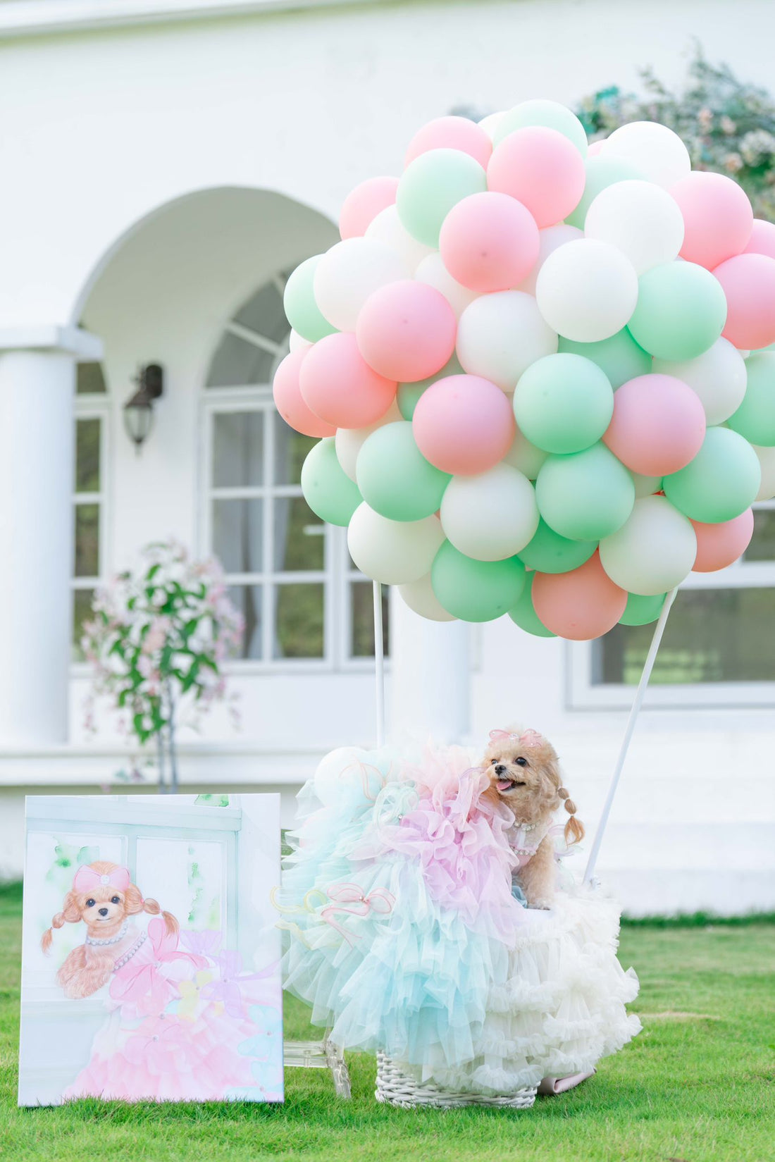 寵物拍攝 |寵物生日｜ BALLOONHK 氣球專門店